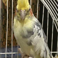 عروس هلندی سرحال و سخنگو و نیمه دست اموز