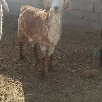 بز  و کعره هرات