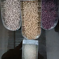 حبوبات