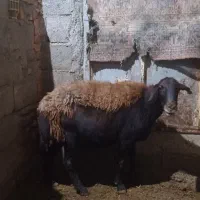 گوسفندماده جوان گوشتی|حیوانات مزرعه|تبریز, |دیوار