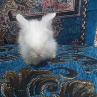 خرگوش لوپ