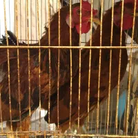 فروش خروس  نیمچه محلی