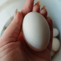 تخم اردکی نطفه دار