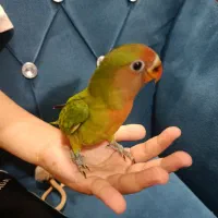 کوتوله جوجه