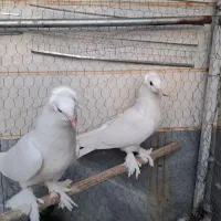 کبوتر یاهو  آشتیان