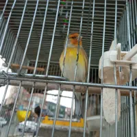 سهره قناری دهن سهره