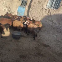 بره ماده های درجه یک