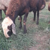 قوچ گوسفند نر بره قوچ|حیوانات مزرعه|نکا, |دیوار