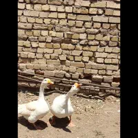 غوغاز|حیوانات مزرعه|قزوین, |دیوار