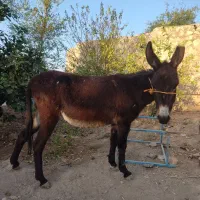 الاغ ماده جوان