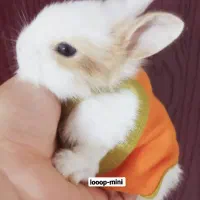 مینی خرگوش واقعی