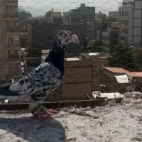 4 تا کفتر شهرستان همه نر مفت قابل معاوضه