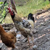 فروش خروس و مرغ و  اردک اسراعلی|حیوانات مزرعه|رضوانشهر, |دیوار