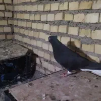 جفت اشعل سیاه