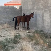 اسب مادیون عرب|اسب و تجهیزات اسبسواری|شبانکاره, |دیوار