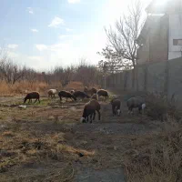 یک جفت بره ماده افشاری یکی قوچ خورده دیگری نه