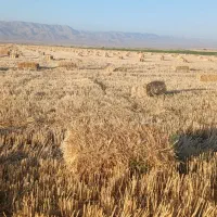 پرس گندم