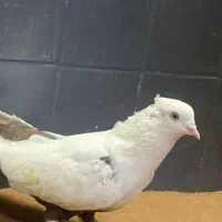 کفتر|پرنده|اهواز, نبوت|دیوار