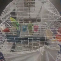 مرغ عشق انگلیسی یک جفت