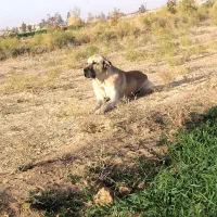 واگذاری|حیوانات مزرعه|طبس, |دیوار