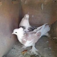 کبوتر هما کاکلی|پرنده|تهران, بازار|دیوار