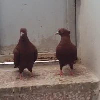 کبوتر فروشی  سرخ|پرنده|بهبهان, |دیوار