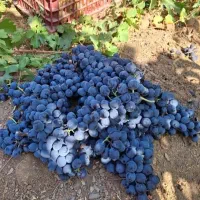 نهال انگور رشه شانی