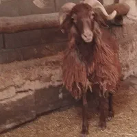 خرید و فروش گوسفند