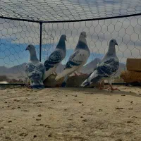 جفتگاه شامی مینا شامی ساده سیا|پرنده|تربت‌حیدریه, کلاته توکلی|دیوار