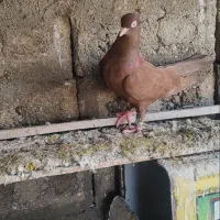 کفتر|پرنده|قشم, |دیوار