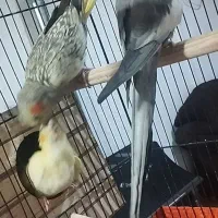 عروس هلندی مولد باجوجه