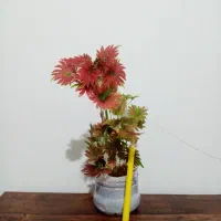 گل گل 4تا135 و یک گل هدیه|گل و گیاه طبیعی|یاسوج, |دیوار