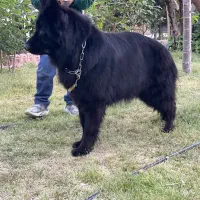 ژرمن بلک وارداتی شجره دار|سگ|کرج, فاز ۱ مهرشهر|دیوار