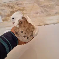 طوقی زردخال سیاه
