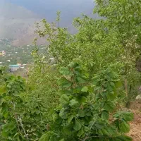 یک-قطعه-زمین-در-برگجهان-لواسان