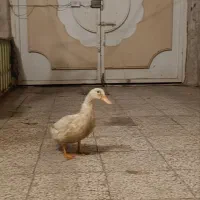 اردک سفید سرحال|حیوانات مزرعه|نیشابور, ابراهیم ادهم|دیوار