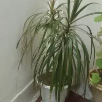 گل سانسوریا هویا|گل و گیاه طبیعی|تربت‌حیدریه, یحیی آباد|دیوار