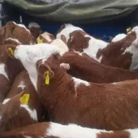 تهیه گوساله از میادین دام دوشنبه و پنجشنبه آق قلا