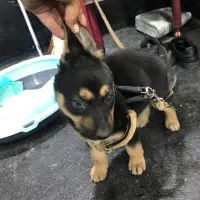 توله میکس ژرمن دوبرمن|سگ|فردیس, منظریه|دیوار