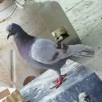3جفت نروماده کبوتر|پرنده|شیراز, آزادگان|دیوار
