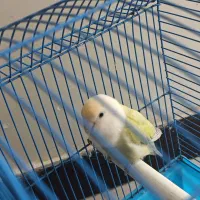 طوطی برزیلی