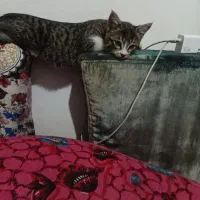 واگذاری گربه|گربه|اردبیل, |دیوار