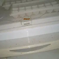 یخچال|یخچال و فریزر|مشهد, هنرور|دیوار