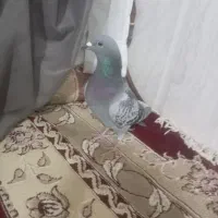 کفترسبزپرشی|پرنده|میان جلگه, |دیوار