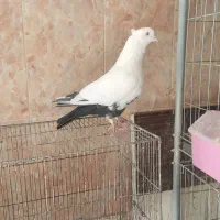 نر دم سیاه|پرنده|صدرا-فارس, فاز ۲|دیوار