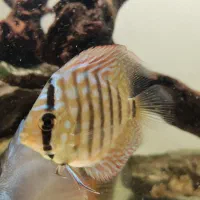 اکواریوم دیسکس|ماهی|کرمان, |دیوار