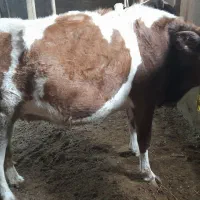 فروش گاوشیری