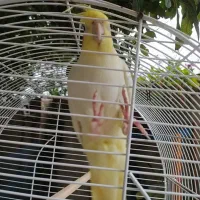 عروس هلندی ماده|پرنده|رشت, کوی مهر|دیوار