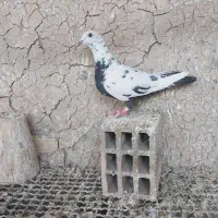 پلاکی ماده|پرنده|ابریشم, |دیوار