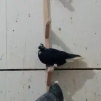 کفتر بوم رنگه هوایی